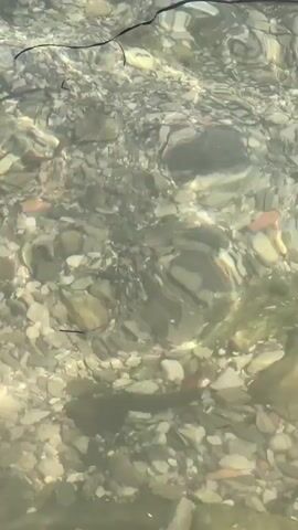 The video shows a close-up, overhead view of clear, shallow water flowing over a rocky, pebbled riverbed. The water is slightly rippled, causing light to refract and create shimmering patterns on the stones below. Several small, dark objects, likely fish or aquatic insects, are visible swimming in the water. There are also a few strands of dark, thin organic material, possibly submerged plant matter, floating on the surface or suspended in the water. The overall scene is natural and appears to be an outdoor environment.