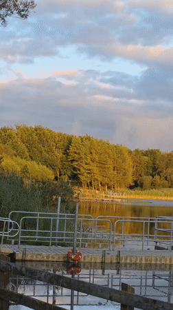 Goose foraging near a reeded lakeside dock in Ireland