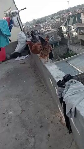 The video shows several chickens walking on a rooftop. The chickens are brown and black. The rooftop is gray and has clothes hanging on a line. In the background, there is a cityscape with buildings. The sky is overcast.