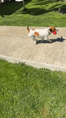 Jack Russell terrier plays with red toy on grass