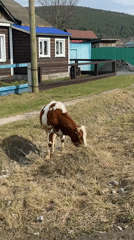 Cattle graze in rural field in Tyulyuk, Russia