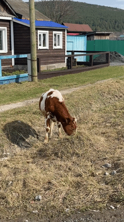 Cattle graze in rural field in Tyulyuk, Russia