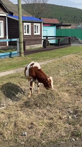 Cattle graze in rural field in Tyulyuk, Russia