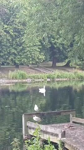 The video captures a tranquil natural scene at a body of water, likely a pond or lake. The foreground features a wooden dock extending into the water. On the dock, several birds are visible. Two ducks are resting on the wooden planks, one facing left and the other facing right. In front of them, a bird with white and grey plumage, possibly a seagull or tern, is perched. A second bird of the same species stands behind the first one. In the middle of the water, a large white swan gracefully glides, its reflection shimmering on the surface. Another white bird, smaller than the swan, is also in the water, near the swan. The background is dominated by lush green trees and vegetation, with some stone steps leading up a gentle incline. The water is calm and reflects the surrounding foliage and the birds, creating a serene and peaceful atmosphere. The lighting suggests it is daytime, possibly overcast, contributing to the soft, diffused light.