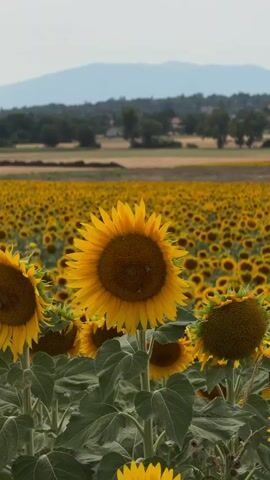 The video shows a close-up view of a field of sunflowers. In the foreground, several sunflowers are in focus, with large yellow petals and dark centers. Some of the sunflowers have insects on them. Behind them, the field extends into the distance, with countless more sunflowers creating a sea of yellow. In the background, there are rolling hills covered with trees and some buildings. The sky is overcast. The video is shot vertically.