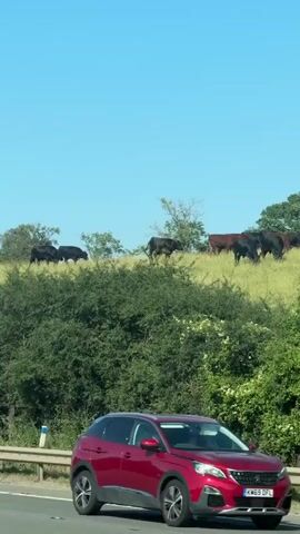 A herd of cattle grazes on a grassy hillside under a clear blue sky. The cows are a mix of dark brown and black. The hillside is dotted with trees and covered in lush green vegetation. In the foreground, a portion of a white car is visible, suggesting the footage was captured from inside a moving vehicle. The scene appears to be set in a rural area during the daytime, likely on a sunny day given the bright sky. The overall mood is peaceful and tranquil, characteristic of a pastoral landscape. There is no visible text in the media file.