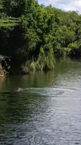 Okay, here's a detailed description of the video:

The video presents an outdoor scene, specifically a body of water that appears to be a river or wide stream. The water is murky and dark green in color, with visible ripples and reflections on the surface. The banks of the water feature are densely vegetated with various types of green trees and foliage.

In the water, a hippopotamus can be seen. It is visible with its head and part of its back above the surface. The hippo swims through the water from left to right.

The environmental setting suggests a natural or semi-natural landscape, likely a subtropical or tropical area due to the dense and verdant vegetation. There are no immediately visible signs of human-made structures or significant alterations to the natural environment. The overall conditions appear to be daytime, with adequate natural light for clear visibility.