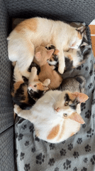 Cat family with kittens spotted resting in Šušanj, Montenegro