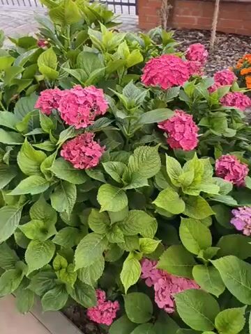 The video displays a collection of plants in an outdoor setting. The first shot shows pink hydrangeas and orange marigolds. The subsequent shots focus on a sunflower, first showing its leaves and stem, then its head with developing seeds, and finally a close-up of the sunflower head. The overall environment appears to be a garden or yard with a clear blue sky and some foliage in the background.