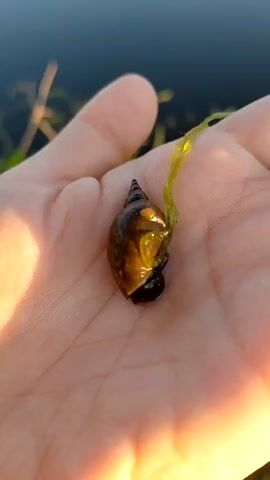 A close-up shot captures a small, brown snail with a spiraled shell resting on the palm of a hand. A thin strand of green aquatic plant is attached to the snail's shell. The hand is gently cupped, with sunlight illuminating the skin and the snail. In the blurred background, a body of dark water is visible, bordered by the soft, out-of-focus shapes of reeds or tall grass. The lighting suggests it's late afternoon or early evening, with the warm sunlight casting a golden hue. The overall mood is peaceful and serene, highlighting the delicate interaction between the snail and its environment. There is no visible text in the image.