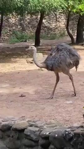 The video shows a Rhea standing on a sandy ground inside what appears to be a zoo enclosure. The Rhea is mostly gray with a long neck and legs. In the background, there's a stone wall, trees and some foliage, suggesting a naturalistic environment. A low stone border runs across the bottom of the frame. People can be heard talking in the background, though they are not visible. The camera is mostly stationary.
