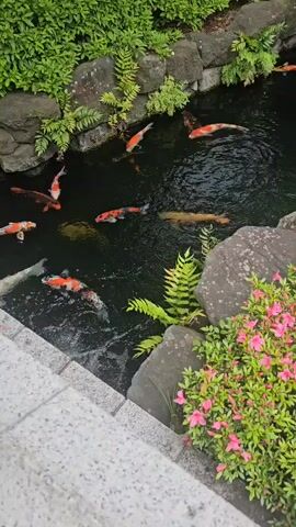 The video shows a pond populated with colorful koi fish. The pond's edges are decorated with greenery, including ferns and pink flowers. The pond is surrounded by stone. The fish are various colors, including red, orange, white, black, and gold. They are swimming in the dark water. A stone walkway with gray bricks is visible in the bottom left of the frame.