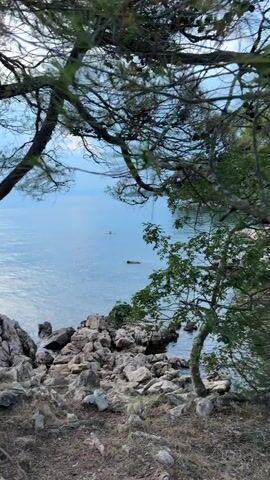 The video pans across a rocky shoreline with pine trees in the foreground. The ocean is calm and reflects the overcast sky. In the distance, there are a few scattered rocks or small islands. The lighting suggests it is either dawn or dusk.