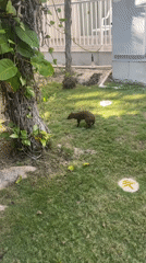 Agouti spotted walking across lawn in Playa del Carmen