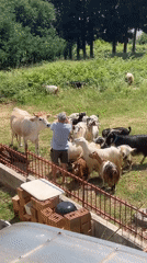Man feeds mixed livestock herd in Montenegro pasture