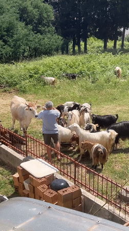 Man feeds mixed livestock herd in Montenegro pasture