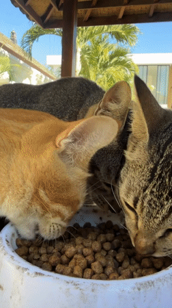 Cats sharing a kibble bowl under a thatched roof in Bali