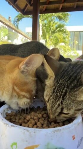 Cats sharing a kibble bowl under a thatched roof in Bali