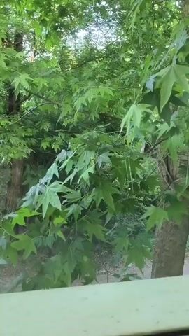 A short video shows a view through leafy green trees. The camera pans left, revealing a path winding through the trees and vegetation. The leaves are a vibrant green, suggesting a natural outdoor setting, possibly a park or a forest. The path appears to be made of dirt and gravel. The overall impression is one of a serene, natural environment.