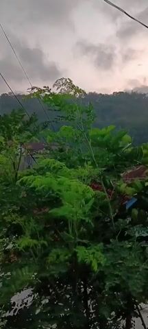 The video shows a natural outdoor scene with lush green foliage in the foreground. A cluster of plants with feathery leaves dominates the center of the frame, with larger, darker green leaves visible on the right. Beyond the greenery, a hillside covered in trees recedes into the distance. The sky above is overcast with gray clouds, and a pale, diffused light suggests either dawn or dusk. Wires are visible strung across the upper portion of the frame. In the mid-ground, hints of buildings with red tiled roofs can be seen amongst the trees, suggesting a rural or semi-rural setting. The camera appears to be static, capturing a still moment in time.
