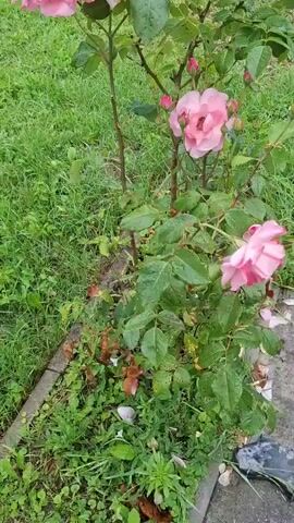 This video captures a rose bush in bloom, situated in a garden setting. The bush features several pink roses in various stages of opening, with some fully bloomed and others still in bud. Lush green foliage surrounds the flowers, some leaves appearing wet, suggesting recent rain or dew. The ground around the bush is covered in grass and some fallen petals, indicating a natural, outdoor environment. A wooden border or edge is visible along the left side of the frame, separating the garden area from a paved surface or pathway on the right. The lighting suggests it could be daytime, with soft, natural light illuminating the scene. The overall impression is one of natural beauty and tranquility. No people are visible in the video, and there is no visible text. The setting appears to be a residential garden.