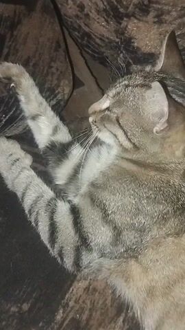 A close-up shot shows a tabby cat lying on its side, seemingly asleep or resting. The cat's head is turned away from the camera, revealing the side of its face and closed eyes. The cat's body is mostly visible, showcasing its tabby markings of gray and darker stripes. Its legs are outstretched. The background is blurred, suggesting a soft or textured surface, possibly a couch or cushion.