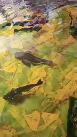 A group of three dark-colored fish with fins and whiskers swim in shallow, murky water. The water's surface reflects colors that appear to be from objects above the water, possibly red, white, and blue. The bottom of the water body is covered in what looks like yellow and green foliage, possibly fallen leaves. The fish are actively moving, with one fish in the foreground having white spots on its body. The video is taken from an overhead perspective.