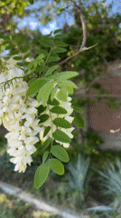 Tree branch with white flowers documented by witness