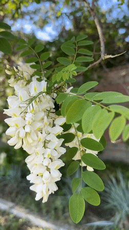 Tree branch with white flowers documented by witness