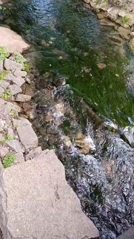 This media file captures a tranquil scene of a shallow stream flowing through a natural setting. The stream bed is comprised of rocks and pebbles, with vibrant green moss or algae covering portions of the banks and the stream itself. The water is clear and reflects the dappled sunlight filtering through the overhead foliage.

The stream is bordered by lush greenery and rocks along its left bank, forming a rustic, natural edge. On the right bank, the terrain appears more open, with a path visible in the distance, suggesting a park or recreational area. Several tall, slender trees with sparse leaves stand along this side, their trunks adding vertical lines to the composition. The sunlight suggests it is daytime, likely late morning or early afternoon, with clear weather conditions.

There are no people or explicit objects of interest, focusing entirely on the natural landscape. The overall mood conveyed is one of peace and serenity, inviting contemplation of the simple beauty of the natural world. No text is visible in the media. The location context provided is Sdt Shcherbakovka, Russia.