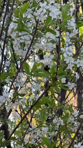 A bumblebee actively forages among a dense cluster of white blossoms and bright green leaves on tree branches. The small, fluffy bee is positioned centrally, moving between individual flowers, presumably collecting nectar or pollen. The flowers are small, with five white petals and a yellow center, suggesting cherry or apple blossoms. The background is a soft blur of more branches and natural light, indicating an outdoor, daytime setting with clear weather. The camera maintains a steady focus on the blooming branches and the busy bee for most of the clip, with a slight, brief motion around the two-second mark before returning to the initial framing. No people, objects, or visible text are present in the video, which is set in Minino Stantsiya, Russia.