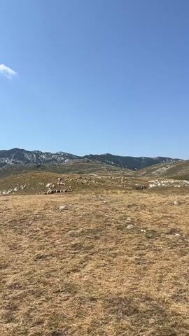 A flock of sheep grazes on a dry, grassy hillside under a clear blue sky. In the background, mountains with patches of snow rise against the horizon. The landscape is rugged and sparsely vegetated, with scattered rocks dotting the terrain. The sun is bright, casting distinct shadows, suggesting it is daytime.