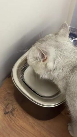 A grey cat is drinking water from a stainless steel water bowl with a black insert. The bowl is sitting on a wooden surface. The cat is positioned to the right of the bowl and is leaning over it to drink. The cat's head is mostly submerged in the water. The background is a plain white wall.