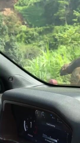 The video shows the view from inside a car driving on a narrow road. The car passes a water buffalo standing beside the road. The road is surrounded by lush green vegetation and trees. A navigation system shows the route, indicating that the car is about 11 kilometers away from Old French Military Post. The navigation system also indicates that the car is located on road DT176.