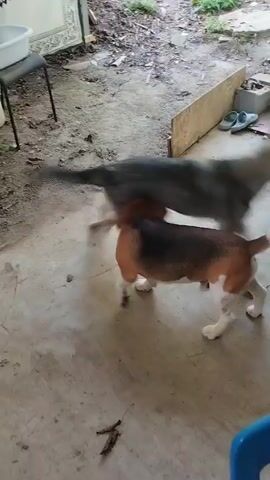 Two dogs, one larger and gray-brown, the other smaller and tri-colored, are playing in an outdoor concrete area. The smaller dog is facing away from the camera, while the larger dog is facing towards the camera. The larger dog is looking down and slightly to the left, and the smaller dog is looking up and towards the larger dog. The dogs appear to be engaged in playful interaction, possibly a game of chase or tug. The environment is somewhat cluttered with some plants and debris visible in the background. A blue object, possibly a chair, is partially visible in the foreground.