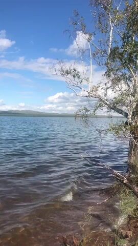 The video shows a body of water, possibly a lake, with ripples on the surface. A tree with white bark and green leaves is visible on the right side of the frame, leaning towards the water. The sky is blue with scattered white clouds. In the distance, a low, green shoreline is visible. The camera appears to be positioned at the edge of the water, looking out over the lake. There are no people or animals visible in the video. The scene is serene and natural.