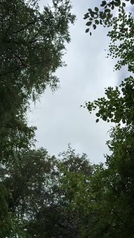 The video presents an upward view through a canopy of trees, revealing an overcast, light gray sky. Lush green leaves and branches frame the sky on all sides, with some lighter green foliage visible closer to the camera on the right. A gentle breeze causes the leaves to sway subtly. The primary subject is the natural environment, specifically the treetops against the sky. The sound of a bird chirping can be heard, enhancing the tranquil atmosphere of the woodland setting. No people or visible text are present. The scene depicts a serene daytime moment in a forest or wooded area.