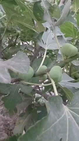 The video shows a close-up of a fig tree with several young, green figs on the branches. The leaves are large and green, with some showing signs of damage. The background is blurred and consists of more foliage and branches, suggesting the tree is outdoors. The lighting is somewhat dim, indicating it might be overcast or late in the day.