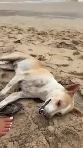 A short video shows a skinny dog lying on its back in the sand at the beach. The dog is light brown and white, with its mouth open and teeth visible. A pair of sandals lies next to the dog, and a woman's foot is also in the frame. The woman pets the dog. The ocean is visible in the background.