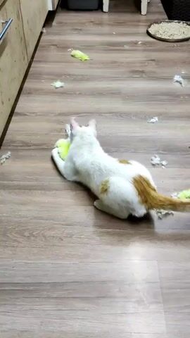 A white cat with an orange/brown patch on its back and a matching tail is playfully wrestling with a bright yellow-green toy on a wooden or laminate floor. The cat is highly engaged, biting and batting at the toy with its paws. It rolls onto its back, holding the toy close to its chest with its front paws and kicking with its hind legs. Small pieces of torn white and light green material, possibly from a previous toy or the current one, are scattered across the floor around the cat. In the background, part of a light-colored cabinet or counter and a round dish are visible. The cat appears to be having an energetic and enjoyable play session indoors.