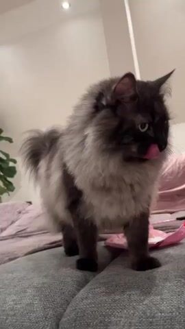 A fluffy cat with dark fur and lighter gray markings stands on a gray couch. Its tail is bushy and curved. The cat's face is dark, with yellow eyes that appear to be looking down and to the left. Its mouth is slightly open, and its tongue is visible, sticking out to the right. In the background, a pink pillow is visible on the couch, and to the left, part of a green plant can be seen. The room appears to be dimly lit, with ceiling lights visible at the top of the frame.