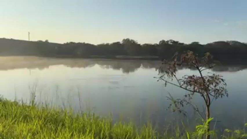 The video shows a still lake on a clear day. Mist rises off the water, obscuring the far shore where a line of trees stands. In the foreground, there is green grass, and a small, dry plant with wilted leaves frames the right side of the scene. The sky is blue and cloudless. A pole structure can be seen in the distance on the left. The water surface has subtle ripples, suggesting a gentle breeze.