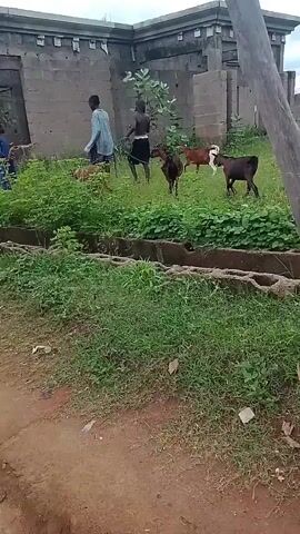 The video shows two children in a grassy area in front of a partially constructed building. There are three goats in the grass. The children appear to be herding or playing with the goats. The building is made of concrete blocks and has a decorative facade. The environment appears to be outdoors, possibly in a rural or semi-rural setting.