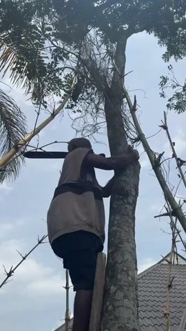 A man in a gray vest, black shorts, and a head covering is standing on a small wooden ladder propped against the trunk of a large tree. He holds a large machete in his right hand, positioned behind his head and neck, as he uses his left hand to pull at a thick, dangling growth, possibly vines or moss, clinging to the tree trunk. The tree is surrounded by several tall bamboo poles leaning against its trunk, acting as makeshift support or climbing aids. The background shows a partially cloudy sky and the roof of a nearby building. The camera angle is from below, looking up at the man and the tree. The lighting is bright, with the sun partially obscured by the tree's foliage.