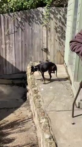 A black dog is standing on a low, stone wall in a backyard or outdoor space. The dog appears to be sniffing or investigating something near the edge of the wall, its head down. The background includes a wooden fence, some foliage, and a concrete patio. The scene is well-lit with natural sunlight. A voice can be heard saying, "Gotta get a video of this."