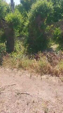 The video shows a roadside view with abundant green vegetation. A tall, thin, grey pole is visible on the left side of the frame, extending vertically from bottom to top. The ground in the foreground appears to be dirt with dry grass and some foliage. Behind the immediate roadside, a dense collection of various green bushes and trees can be seen. Some of these trees have reddish-orange foliage mixed with the green. The sky is clear and light blue, suggesting a daytime scene. The camera appears to be moving, possibly from a vehicle, as the foliage in the background shifts and blurs slightly. There are no people or animals visible in the footage.