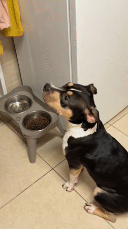 Tel Aviv resident tends to injured dog, takes selfie