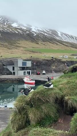 The video captures a serene coastal scene in Bakkagerði, Iceland, characterized by a blend of natural beauty and human infrastructure. In the foreground, a steep grassy slope is home to several Atlantic puffins, with at least six visible. Some puffins are resting or standing prominently on the grassy mound, while one is seen closer to the water's edge. Their distinctive black and white plumage and colorful beaks are clearly visible.

In the middle ground, a calm body of water reflects a red and white fishing boat that is moored by a concrete wharf. Adjacent to the water, a modern, multi-level building with large windows stands out. Further back, a red tractor and other vehicles are parked on a dirt area. The background is dominated by majestic mountains with snow-capped peaks and green lower slopes, partially obscured by low-hanging clouds, indicating an overcast day. The overall ambiance is peaceful and tranquil, showcasing the unique ecosystem where these seabirds coexist with human activity in a dramatic landscape. No people are visible in the frame, and there is no discernible text.