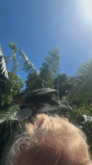 Bird perches on person's head in Indonesia