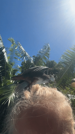 Bird perches on person's head in Indonesia